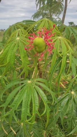 Jatropha multifida — Jatropha multifida