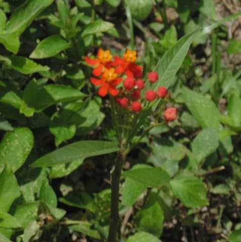 Banisteriopsis argyrophylla — Banisteriopsis argyrophylla