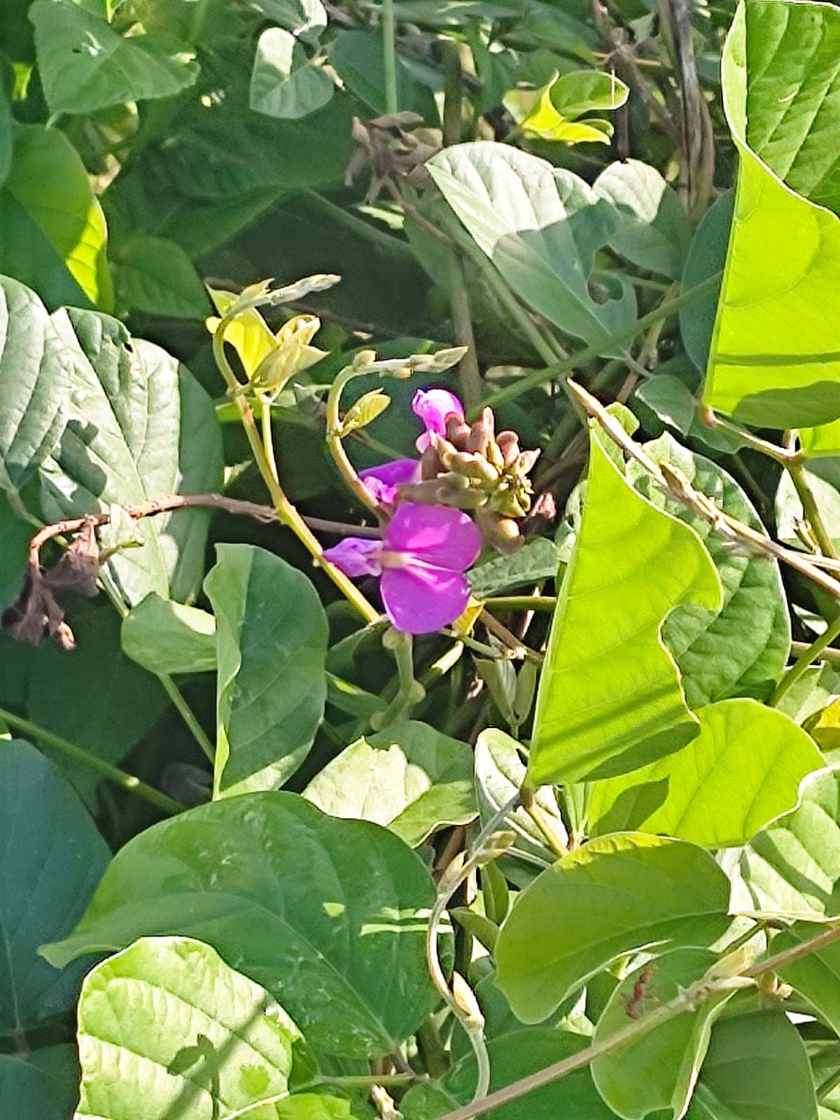 Feijão-da-praia — Canavalia rosea