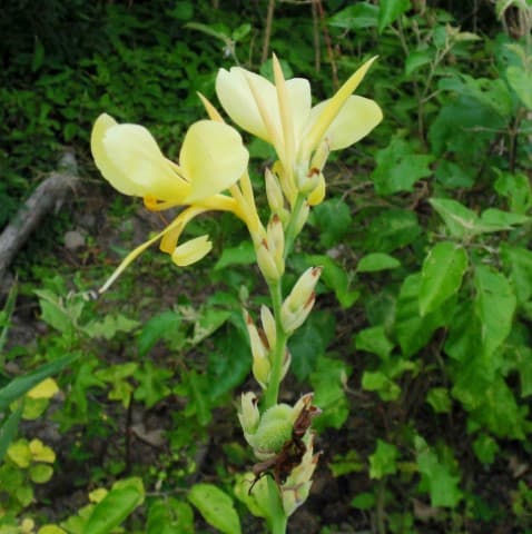 Canna glauca — Canna glauca