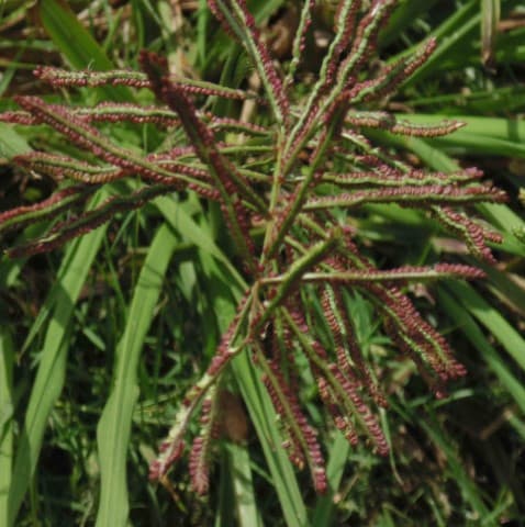Capim-pé-de-galinha — Eleusine indica