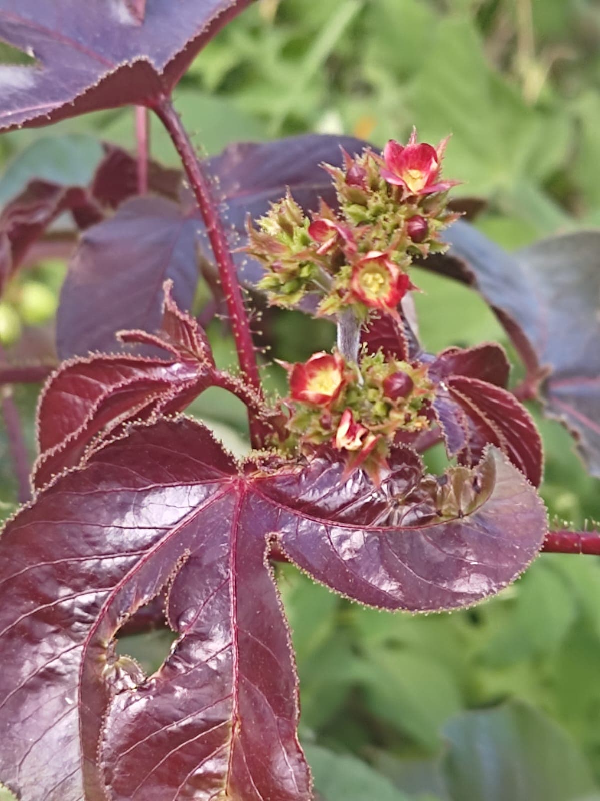 Pinhão-roxo — Jatropha gossypiifolia