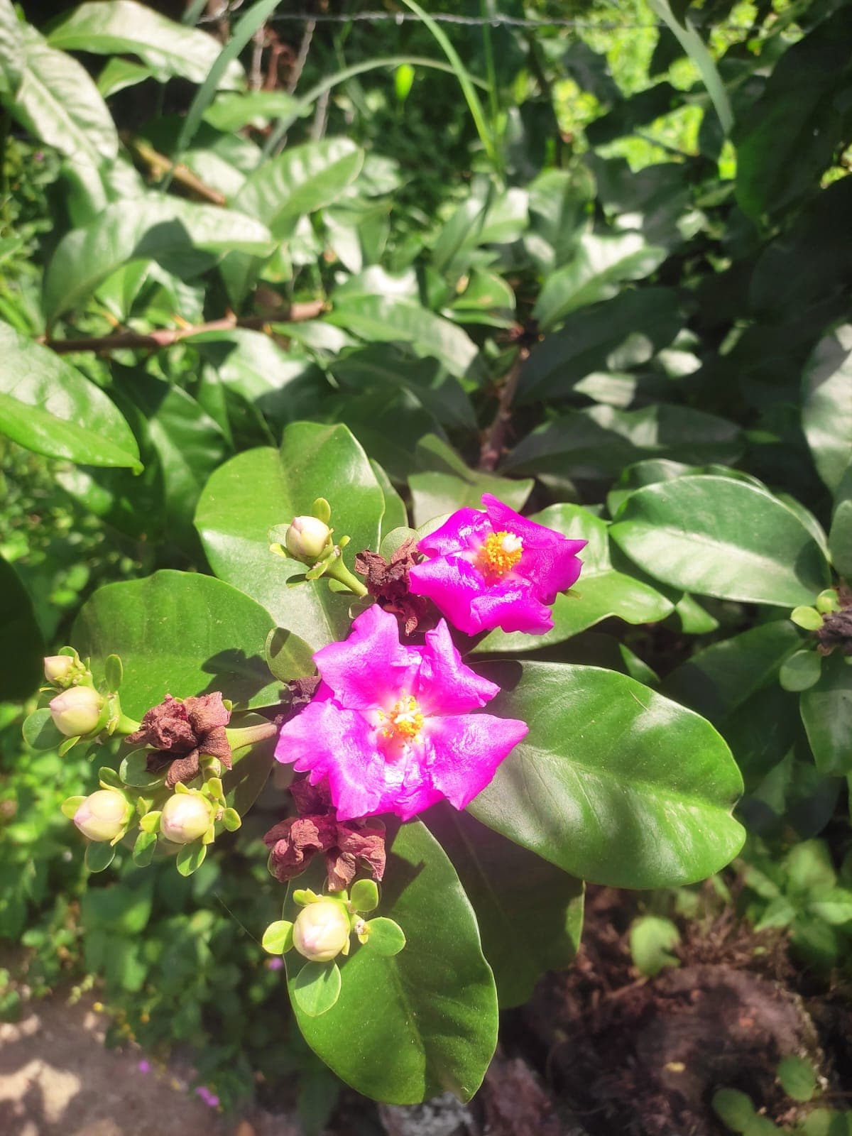 Ora-pro-nobis — Pereskia grandifolia