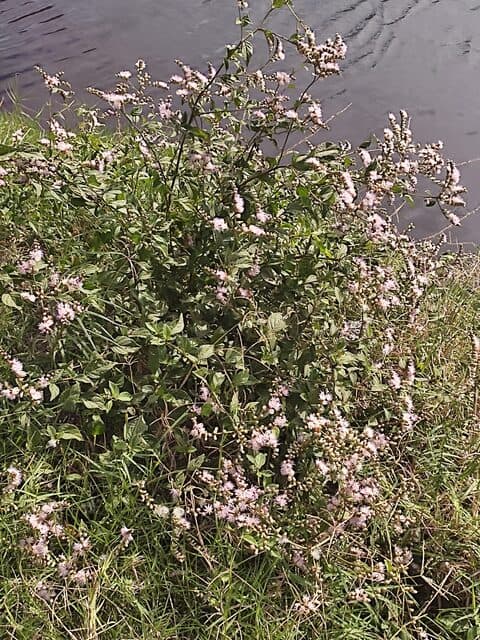 Pluchea carolinensis — Pluchea carolinensis