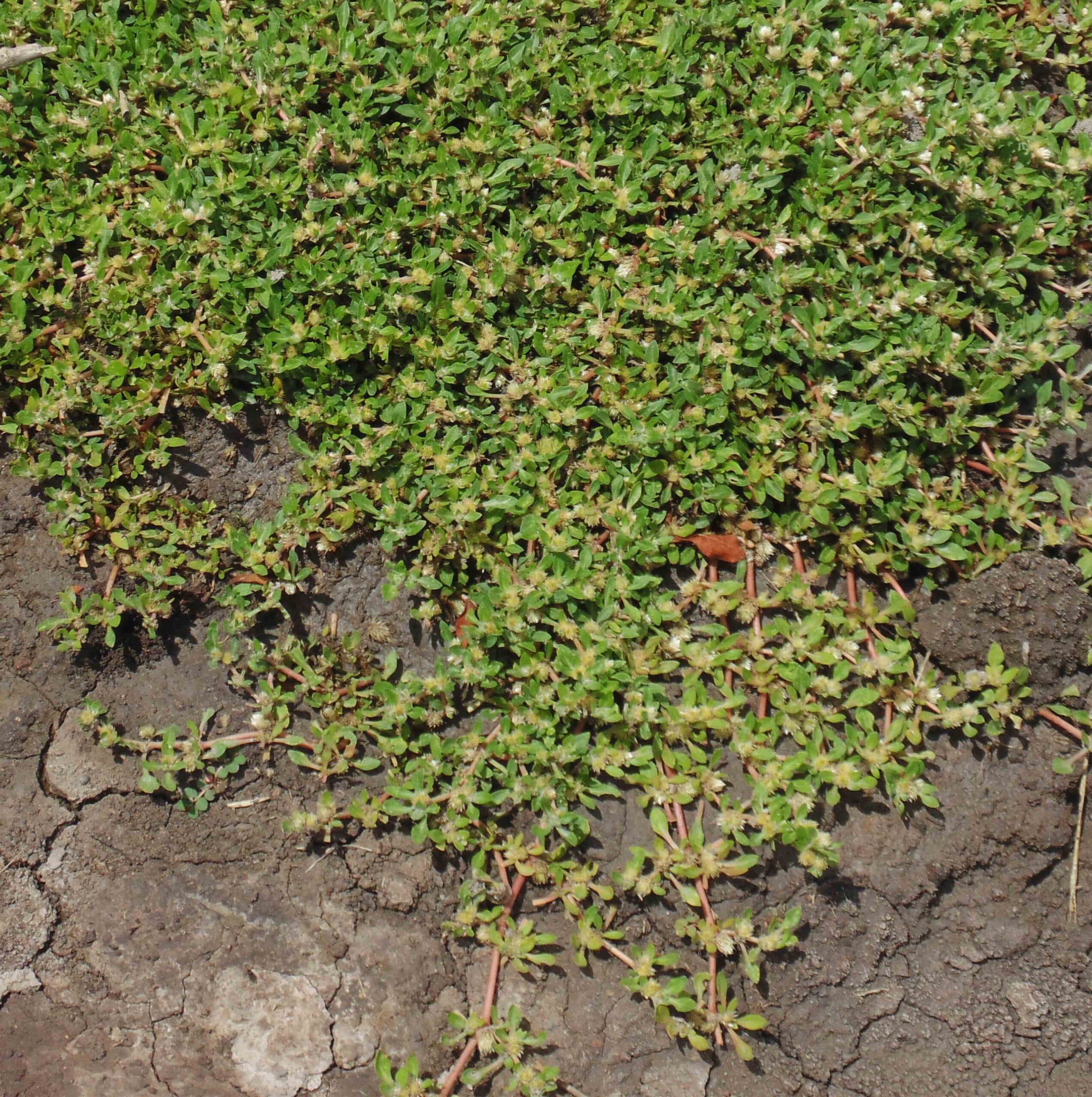 Beldroega — Portulaca oleracea