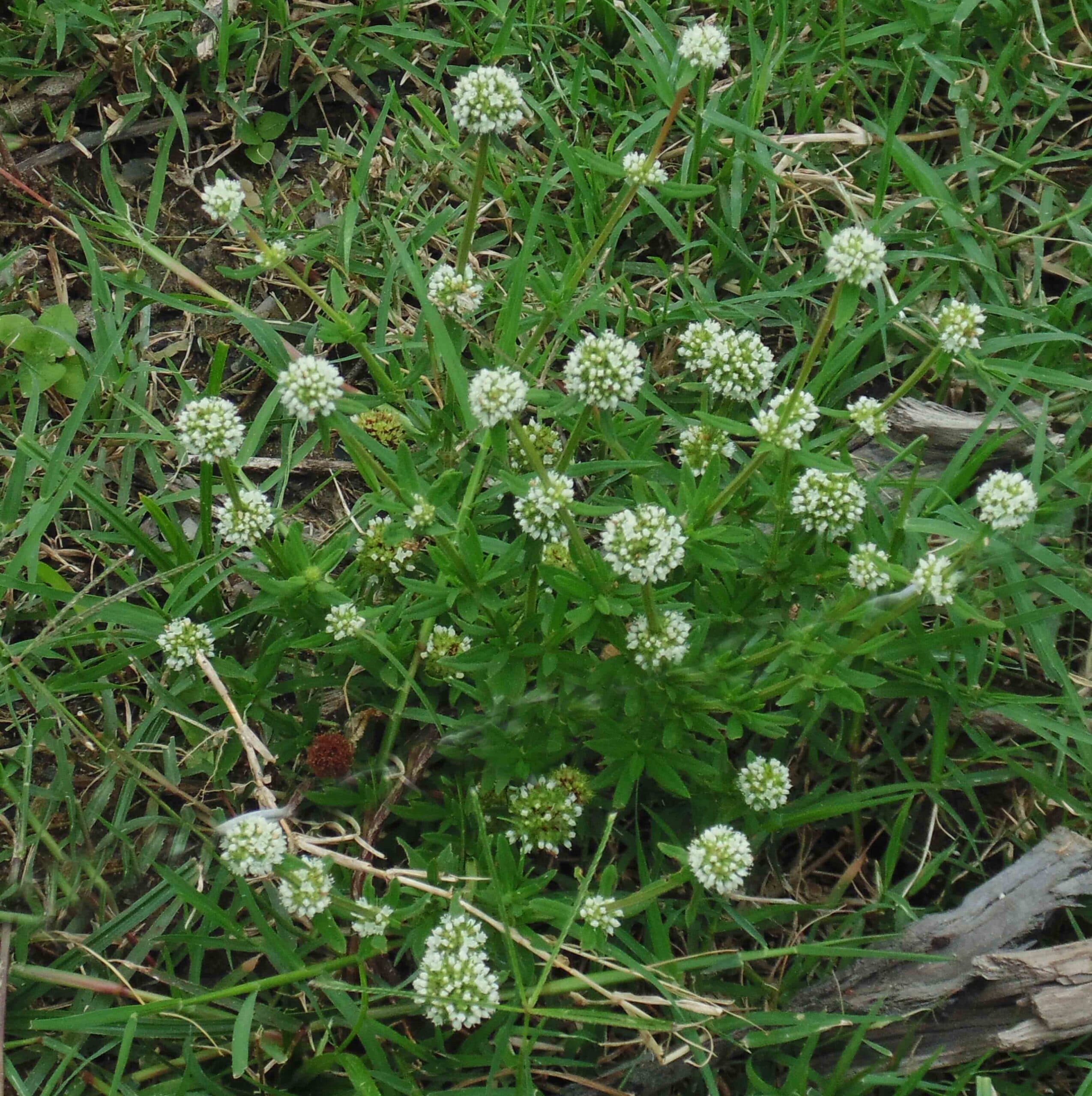 Spermacoce verticillata — Spermacoce verticillata