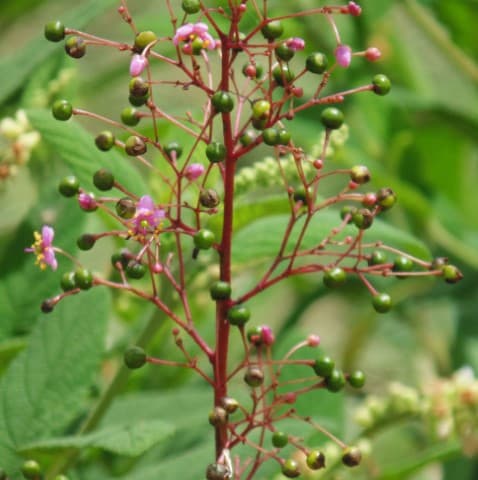 Talinum paniculatum — Talinum paniculatum