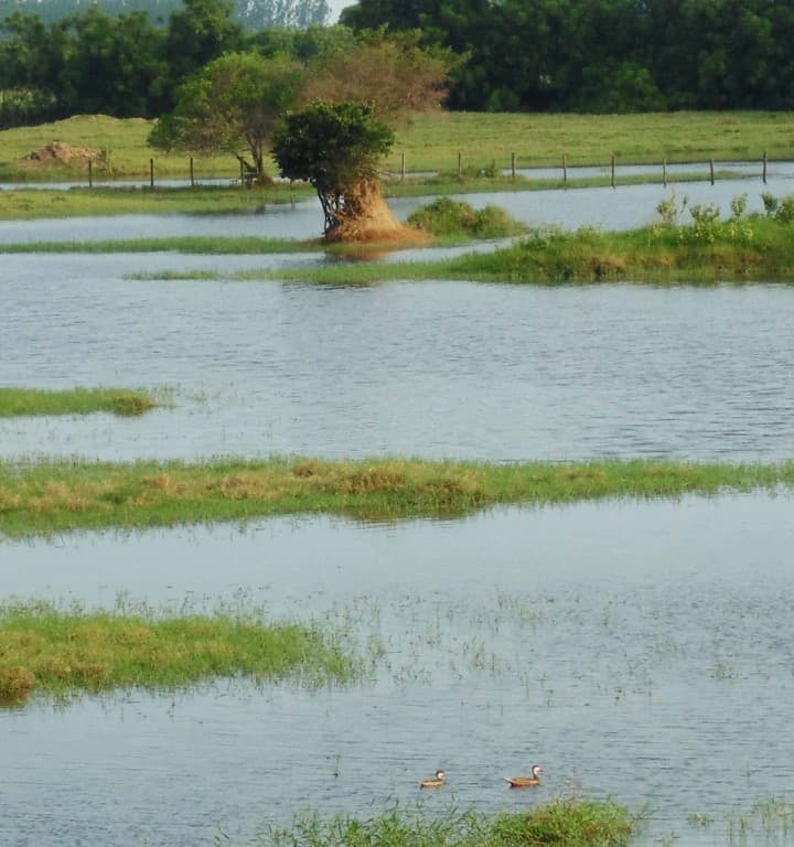 Registro de campo 1 das turfeiras de Campos