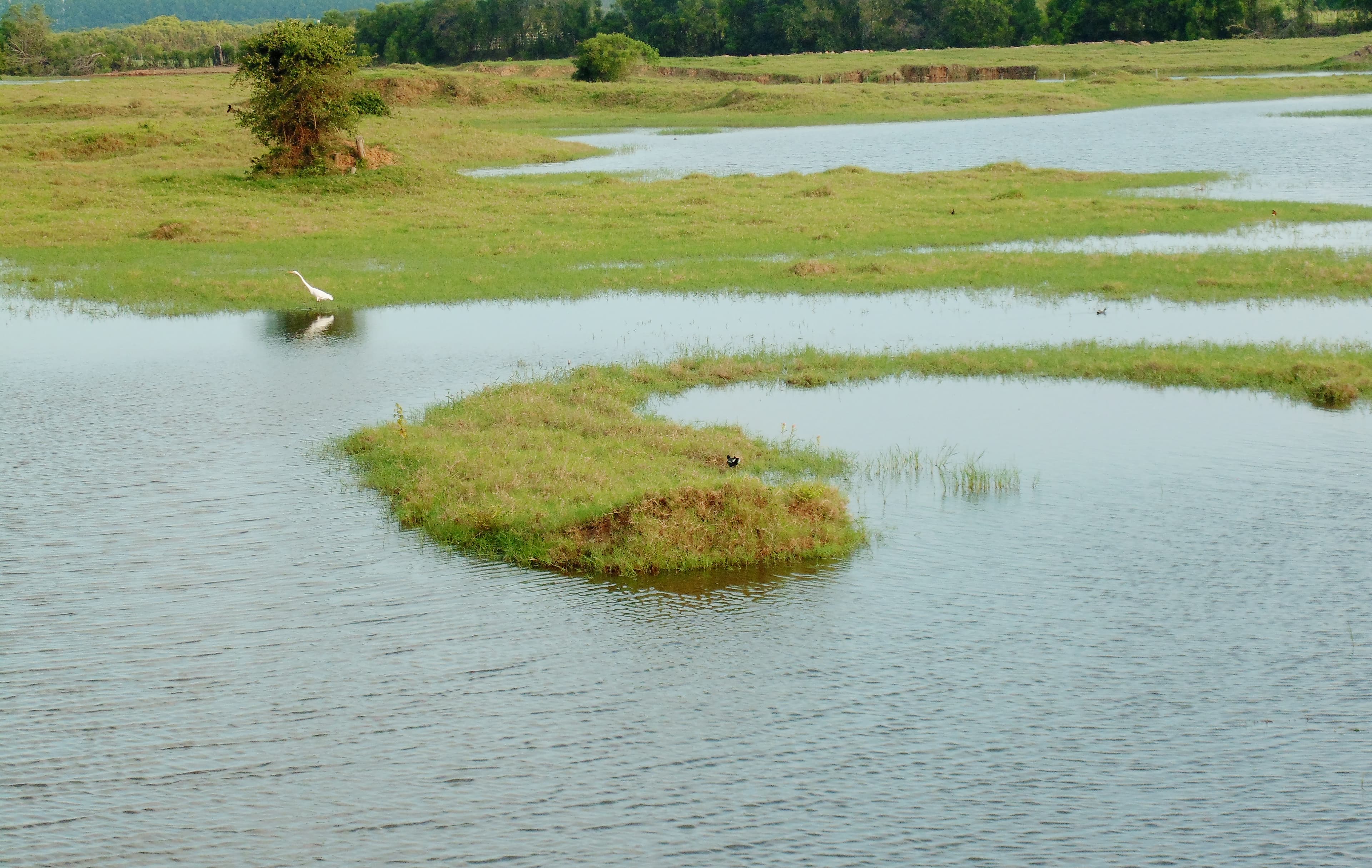 Registro de campo 11 das turfeiras de Campos
