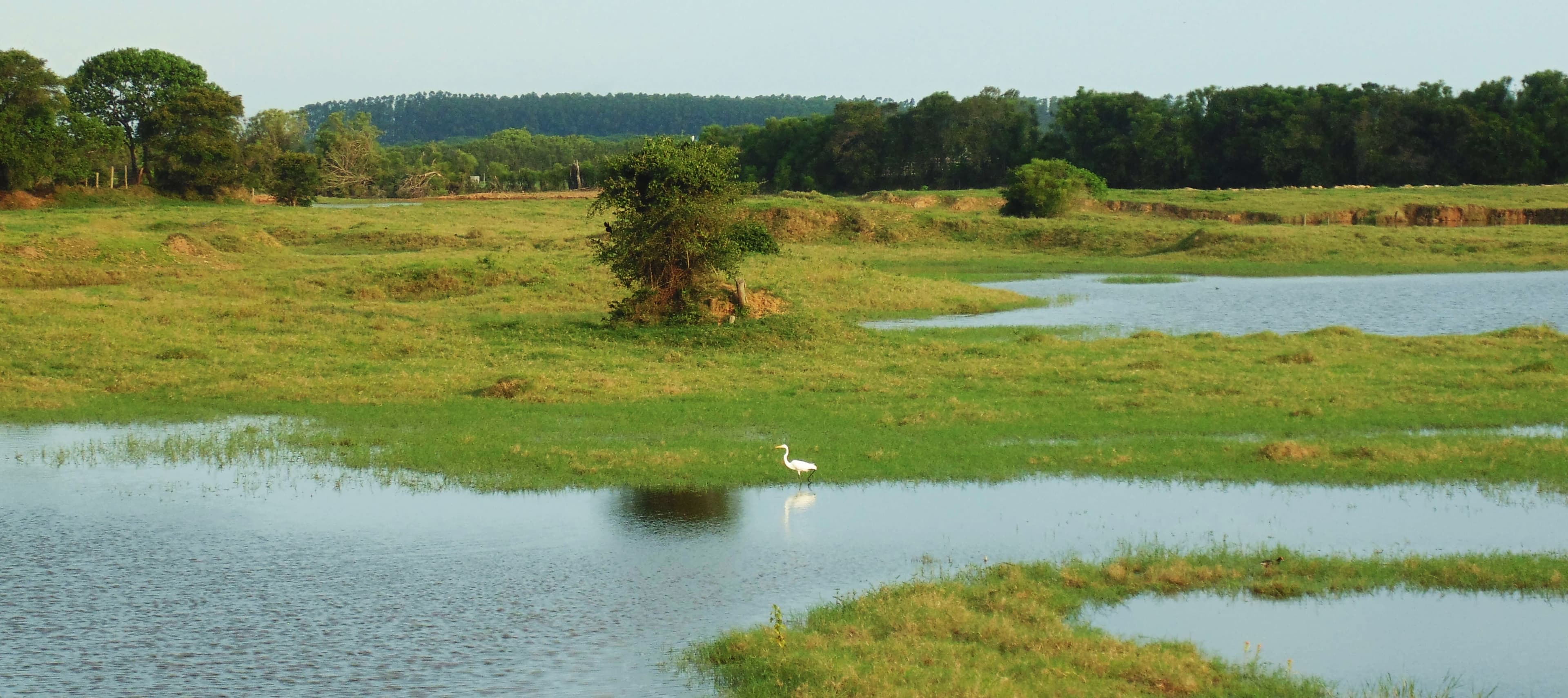 Registro de campo 12 das turfeiras de Campos