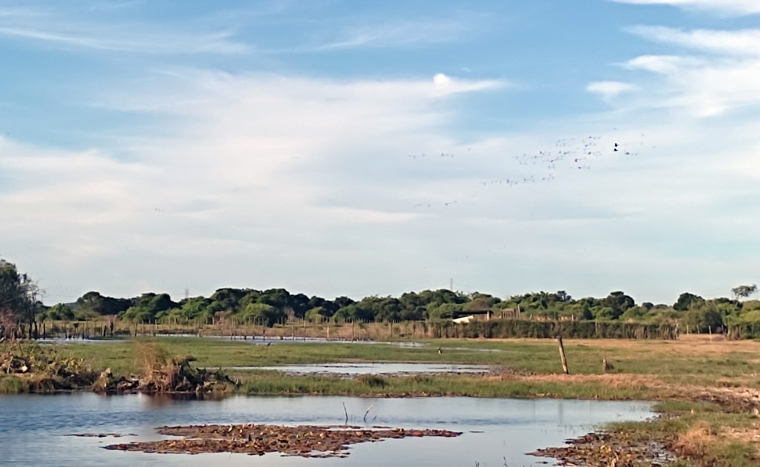 Registro de campo 15 das turfeiras de Campos