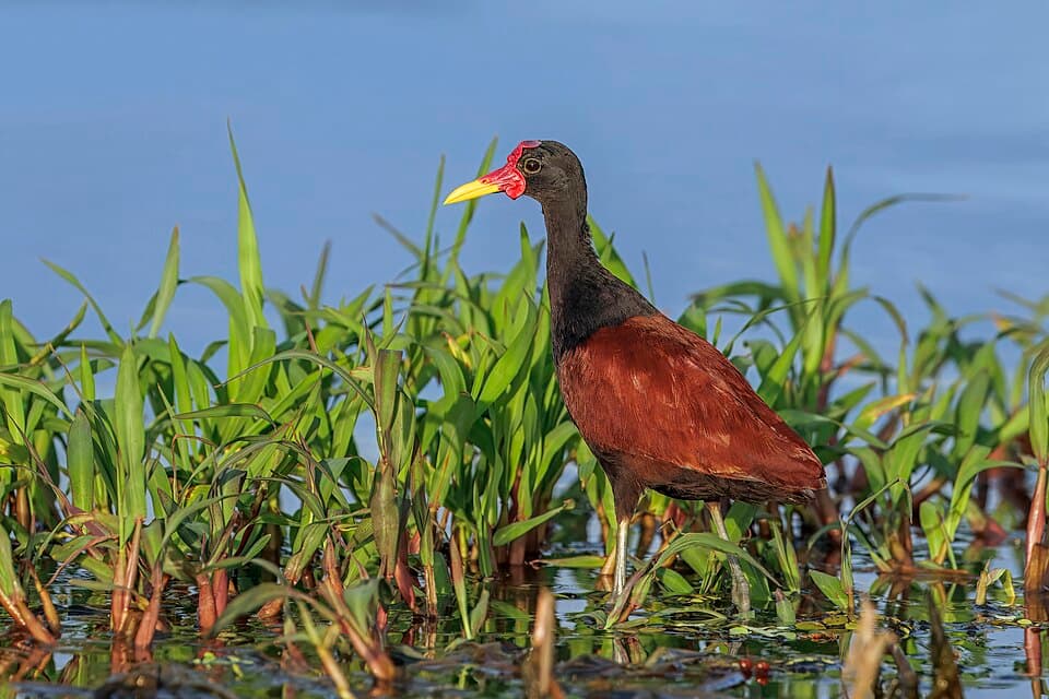 Jaçanã — Jacana jacana