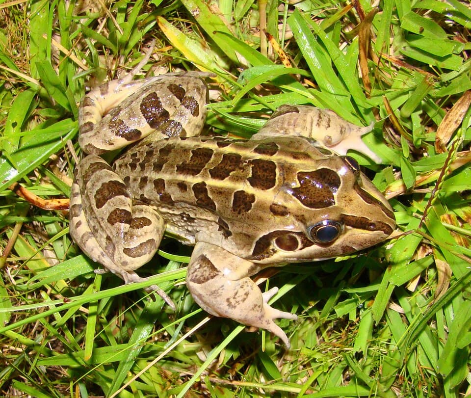 Rã-cachorro — Leptodactylus latrans