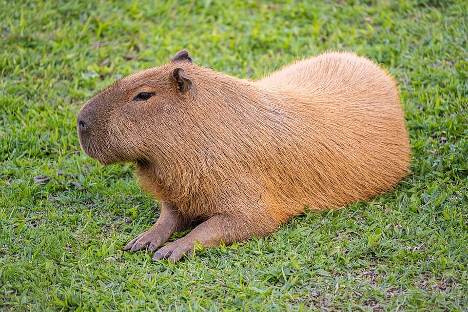 Capivara — Hydrochoerus hydrochaeris