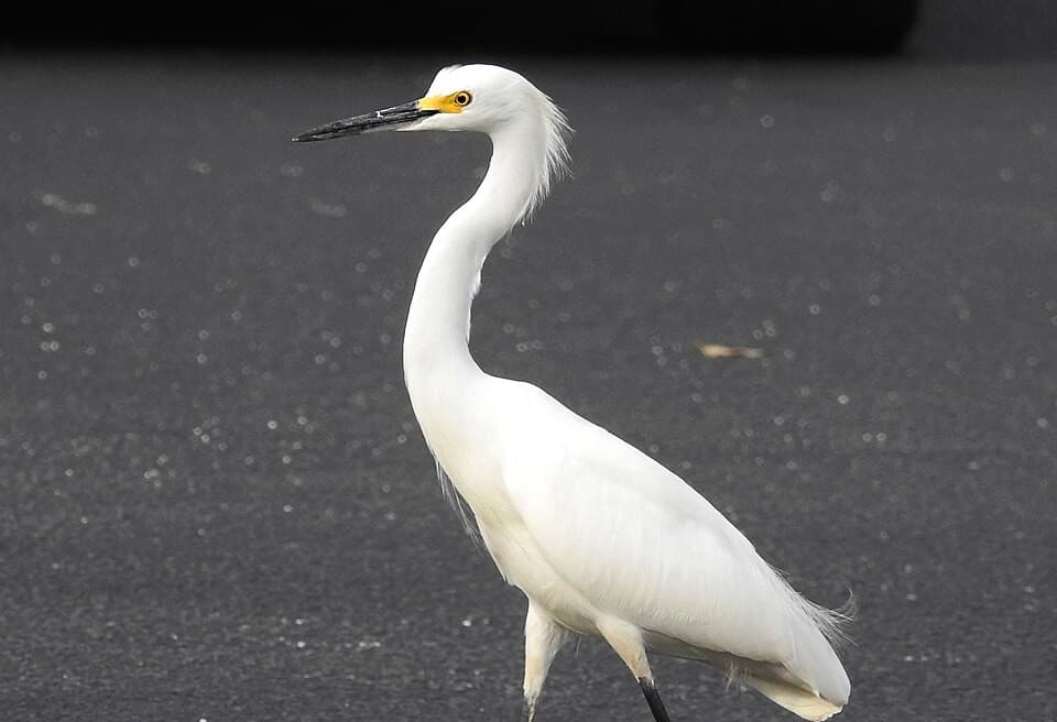 Garça-branca-grande — Ardea alba