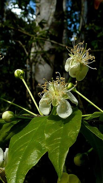 Campomanesia aromatica — Campomanesia aromatica