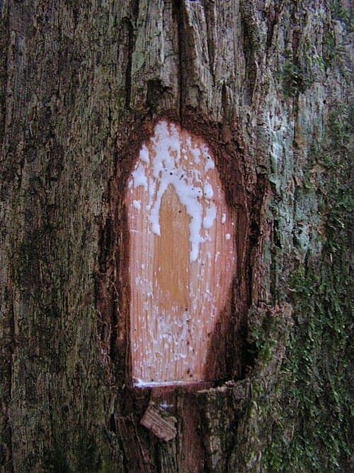 Chrysophyllum splendens — Chrysophyllum splendens