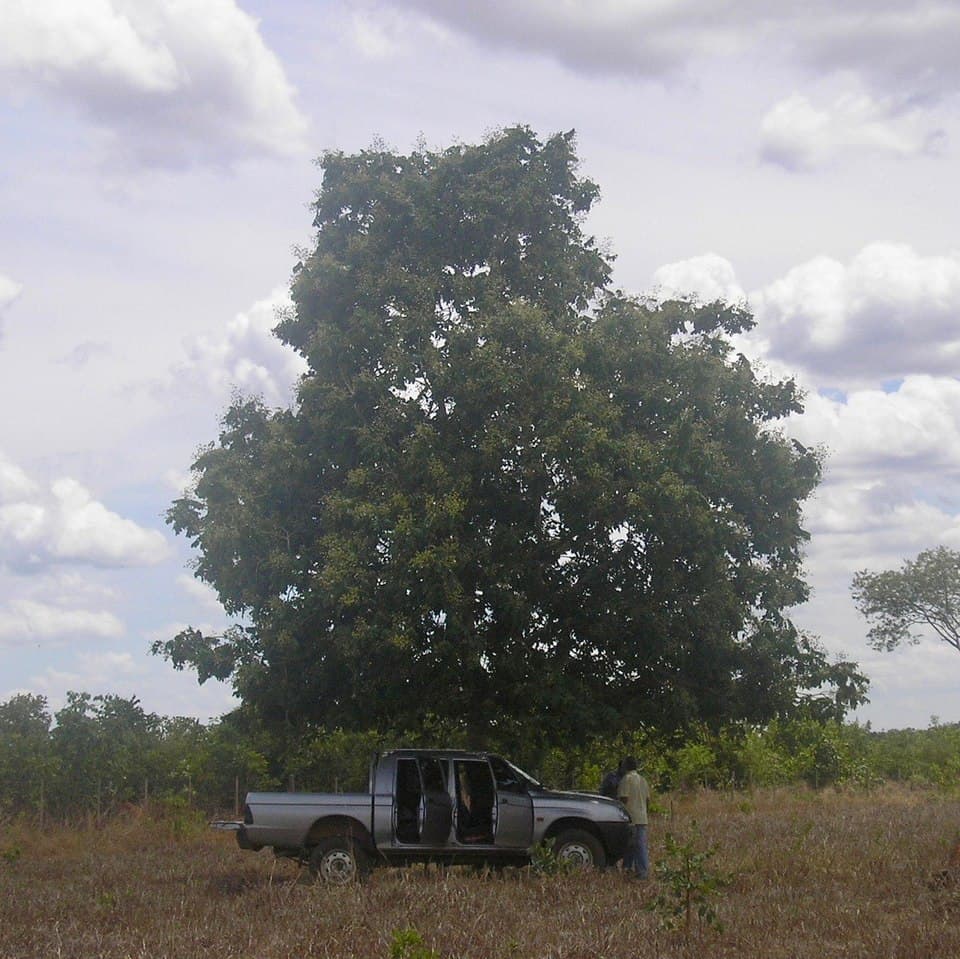 Almendro — Dipteryx alata