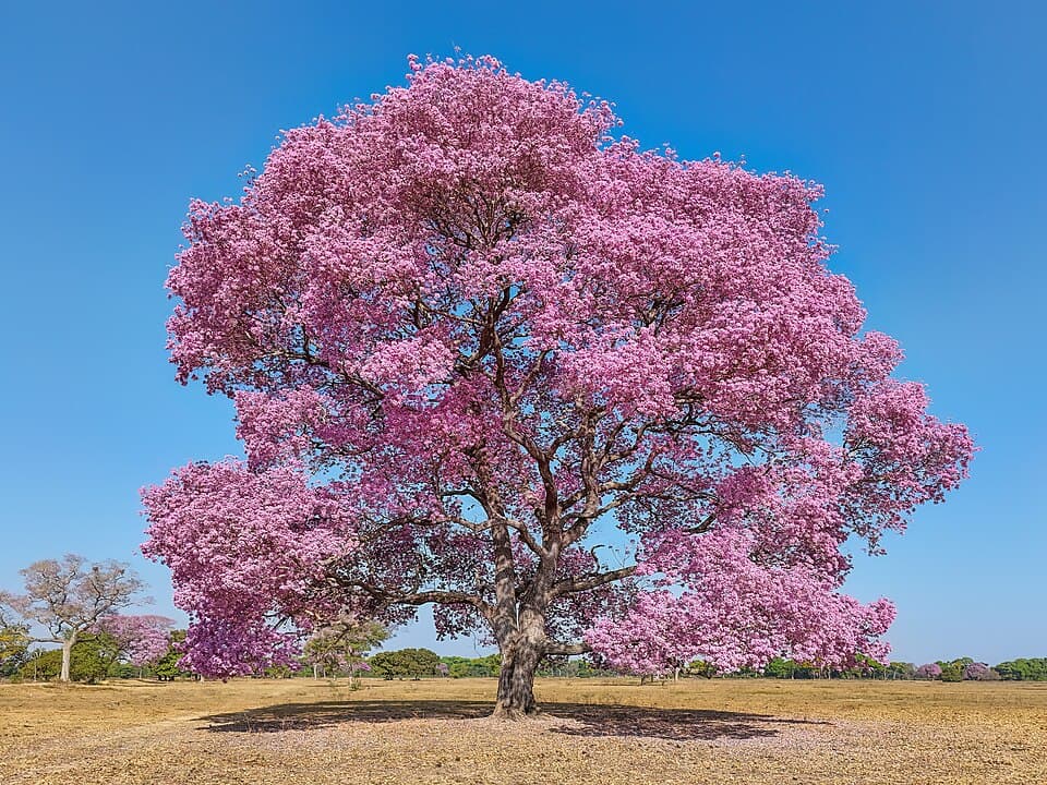 Pink Trumpet Tree — Handroanthus impetiginosus