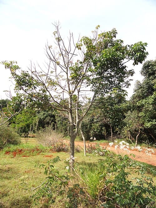 Joannesia princeps — Joannesia princeps