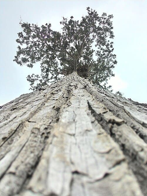 Lecythis lurida — Lecythis lurida