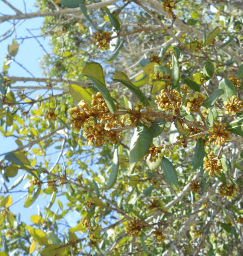 Pouteria andarahiensis — Pouteria andarahiensis