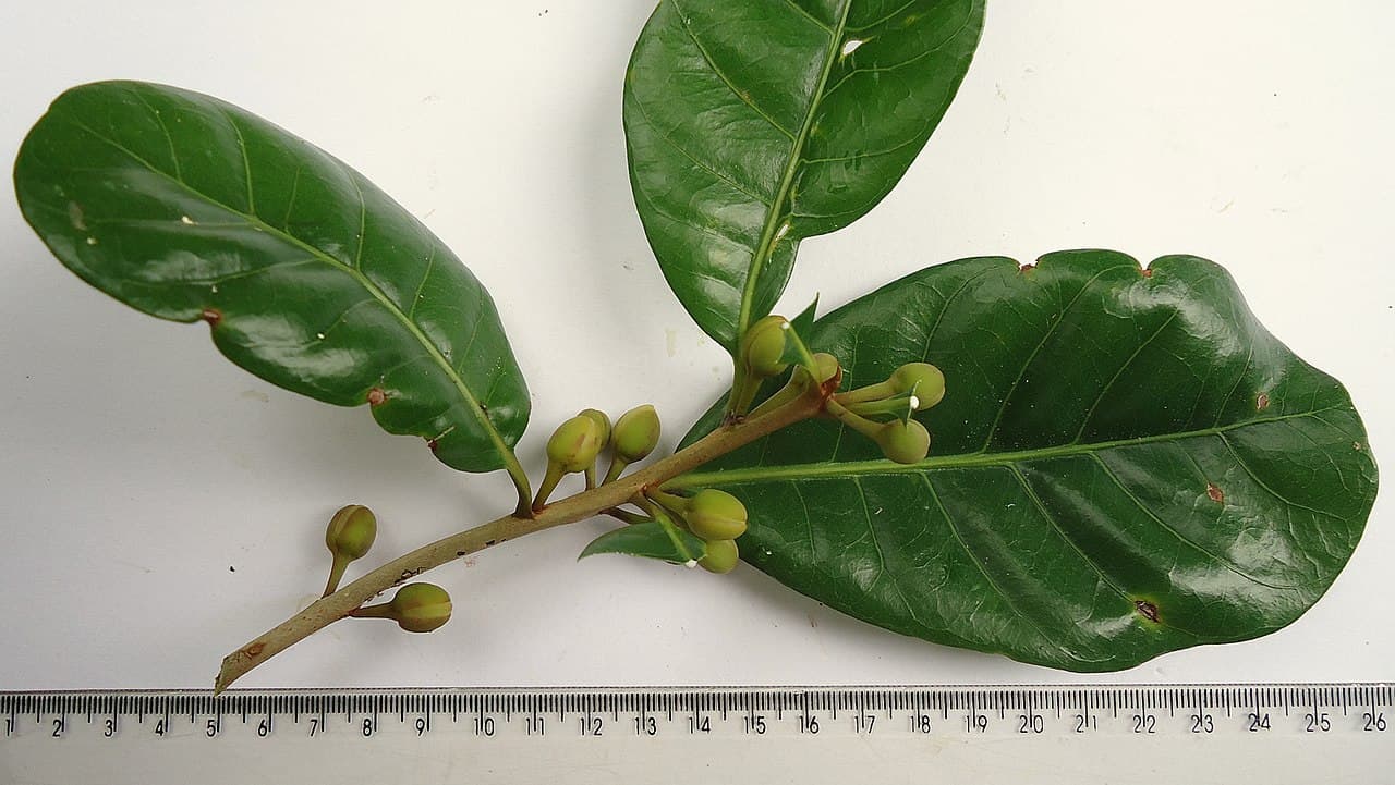 Pouteria grandiflora — Pouteria grandiflora