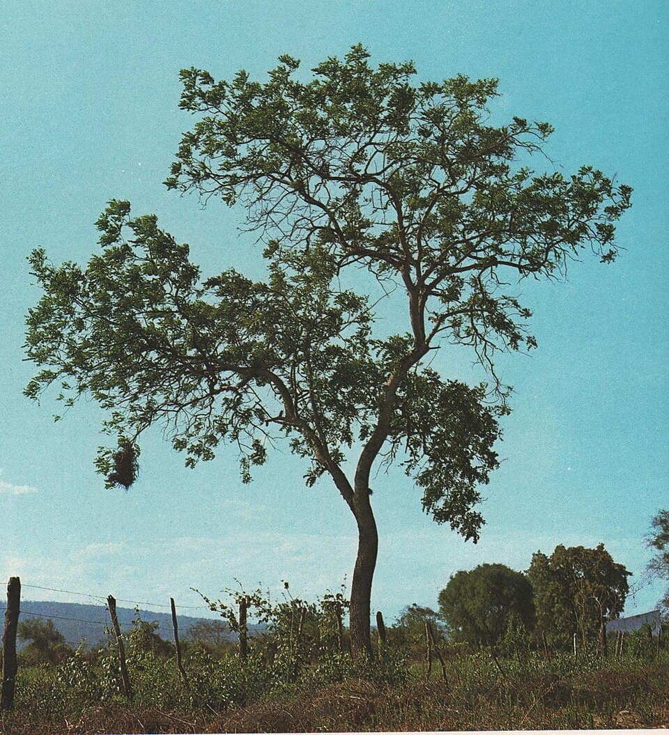 Tipa Colorado — Pterogyne nitens