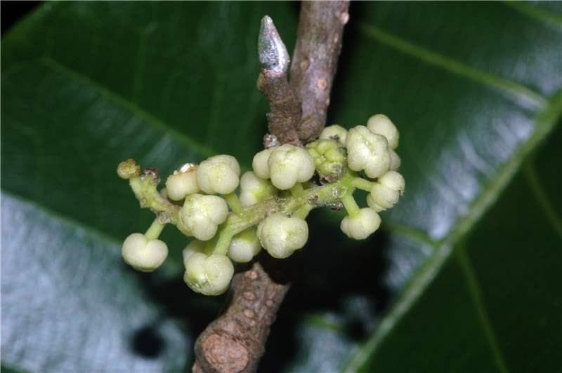 Sorocea guilleminiana — Sorocea guilleminiana