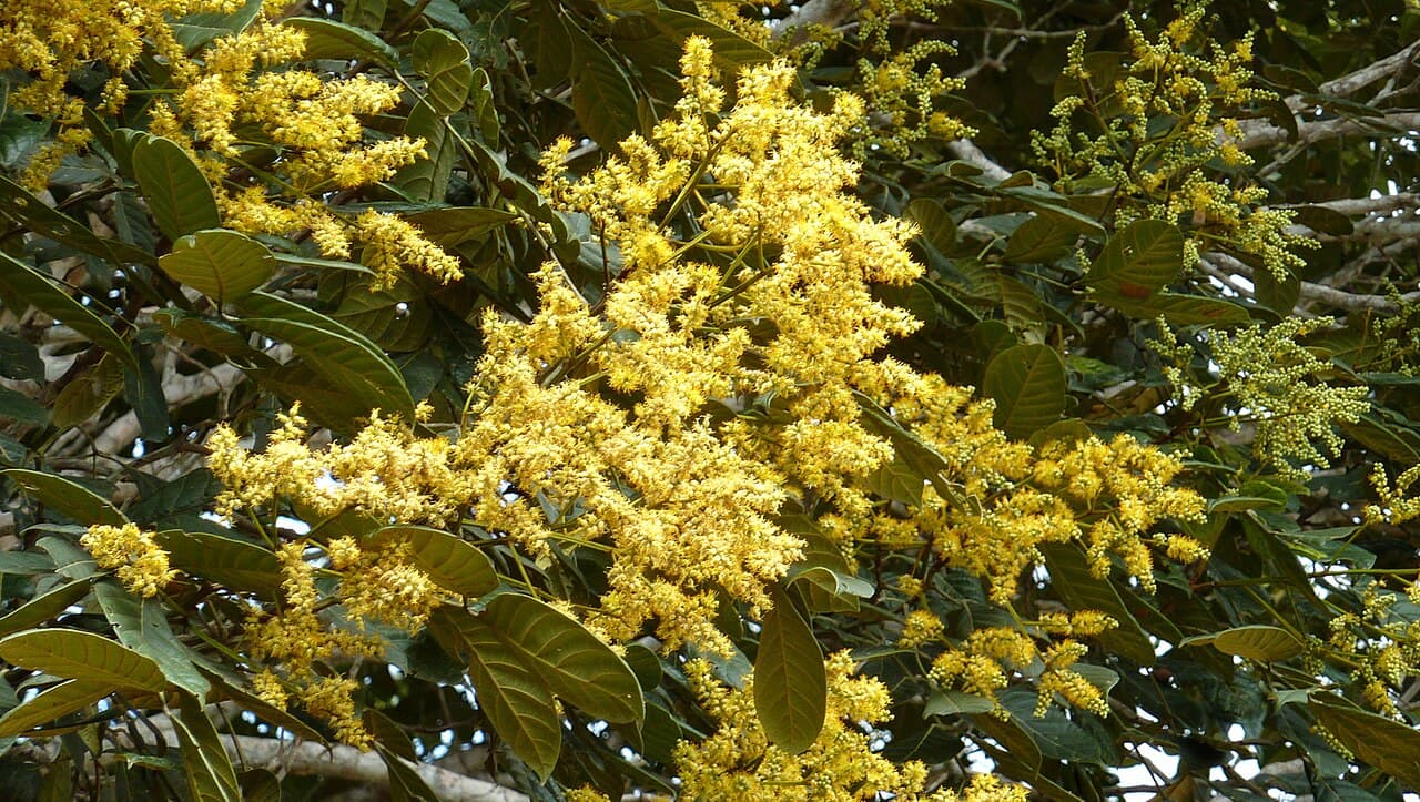 Tachigali densiflora — Tachigali densiflora