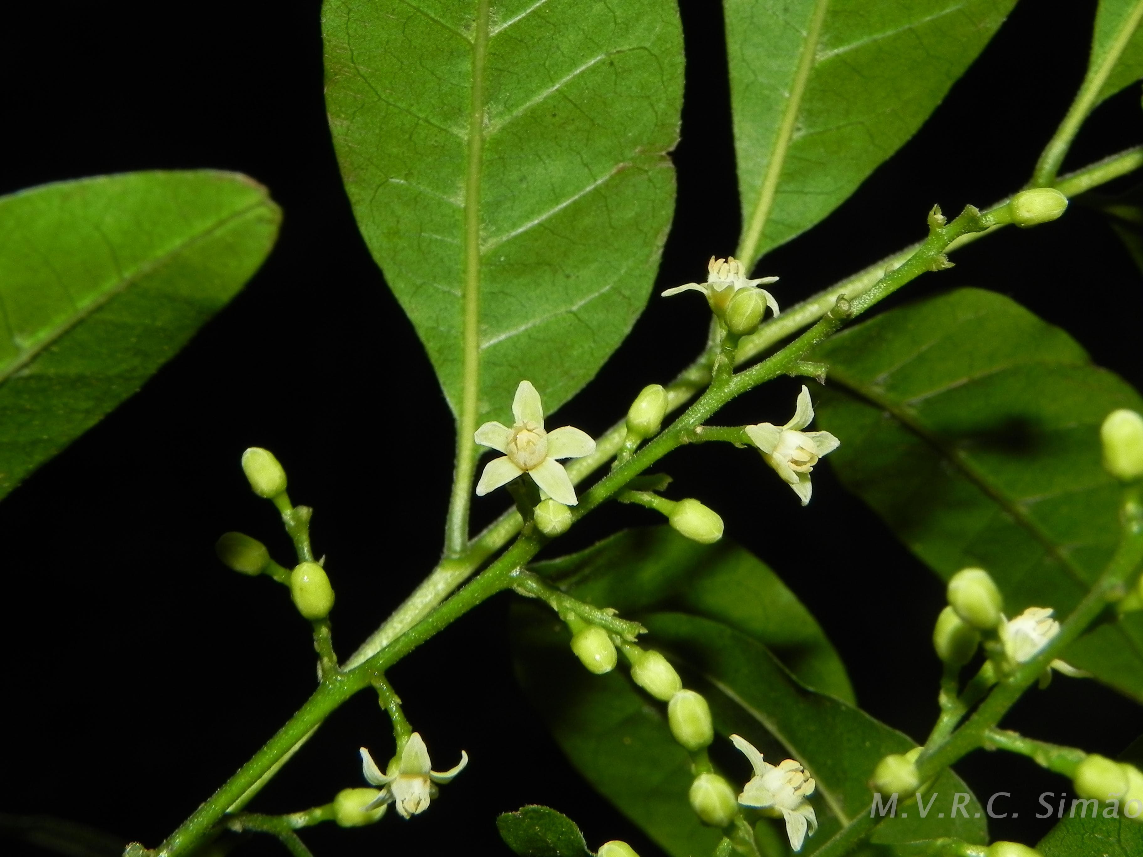 Trichilia casaretti — Trichilia casaretti
