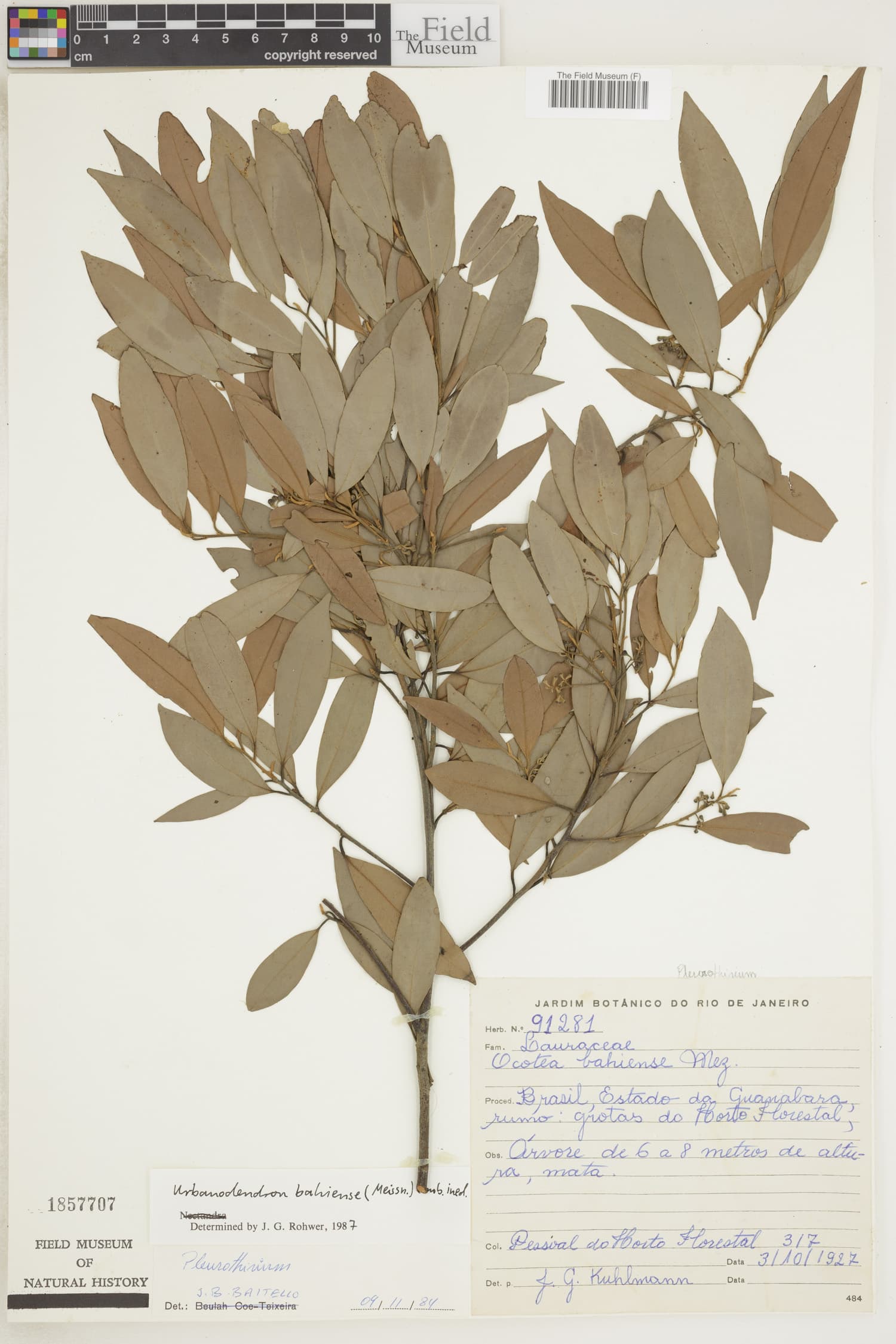 Urbanodendron verrucosum — Urbanodendron verrucosum