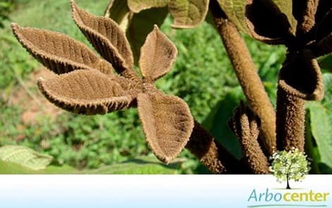 Zeyheria tuberculosa — Zeyheria tuberculosa