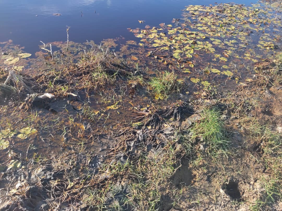 Área úmida com vegetação palustre e lâmina d'água em Campos dos Goytacazes