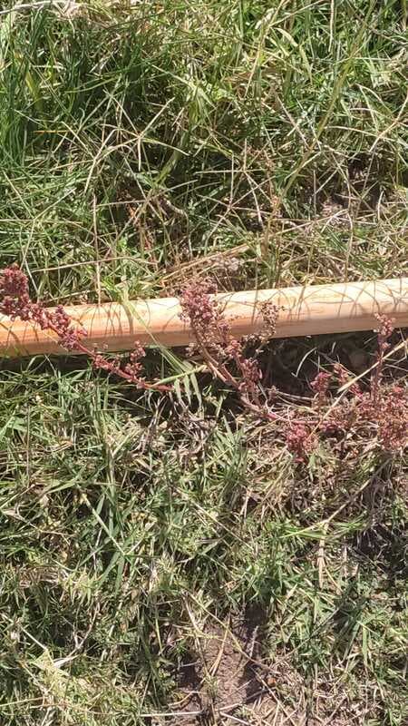 Rumex thyrsoides — Rumex thyrsoides