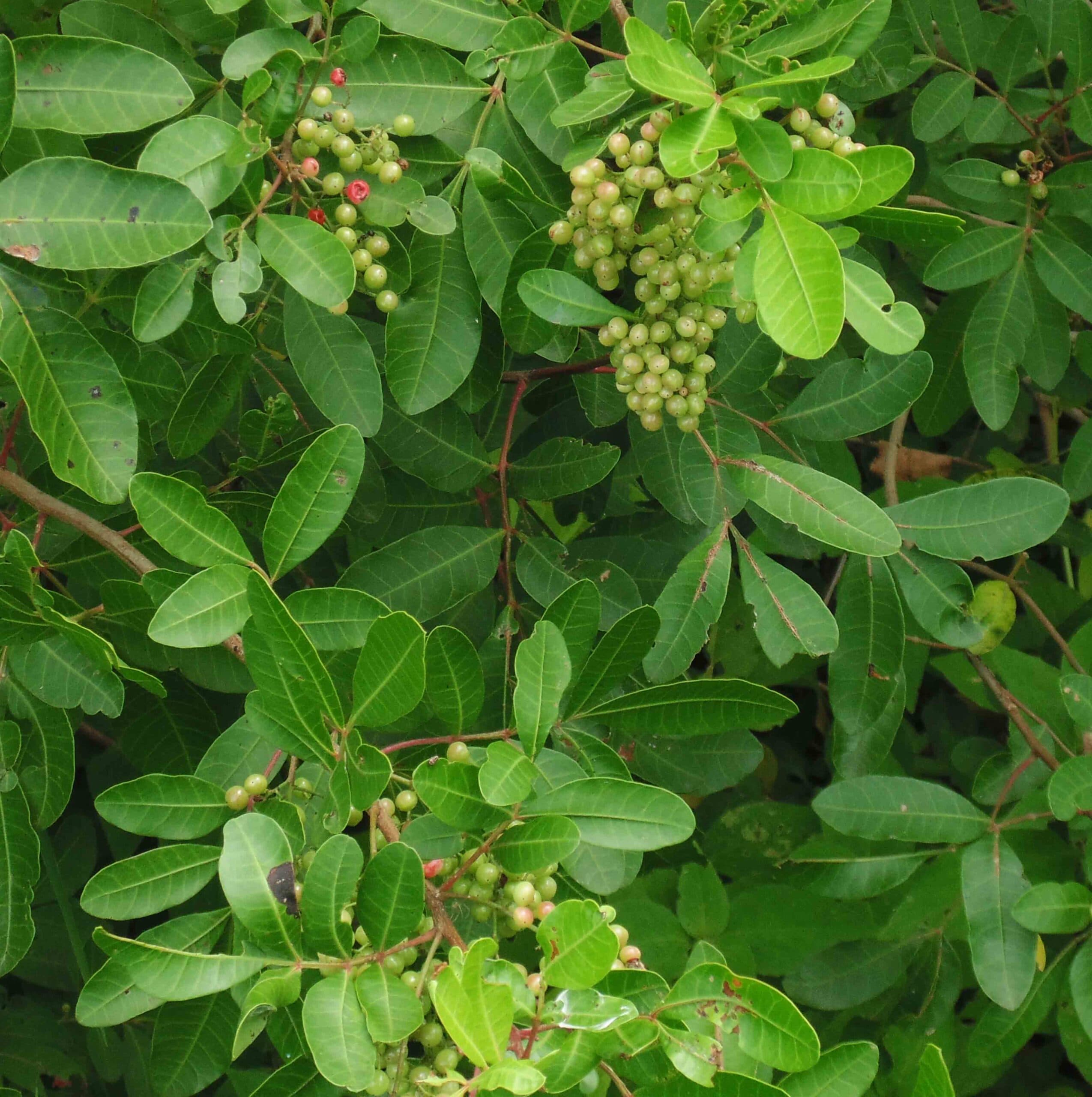 Aroeira-vermelha — Schinus terebinthifolia