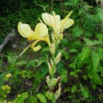 Canna-glauca-L