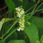 Cordia Verbenacea