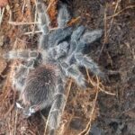 Theraphosid tarantula